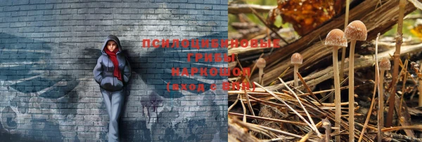 твердый Богданович